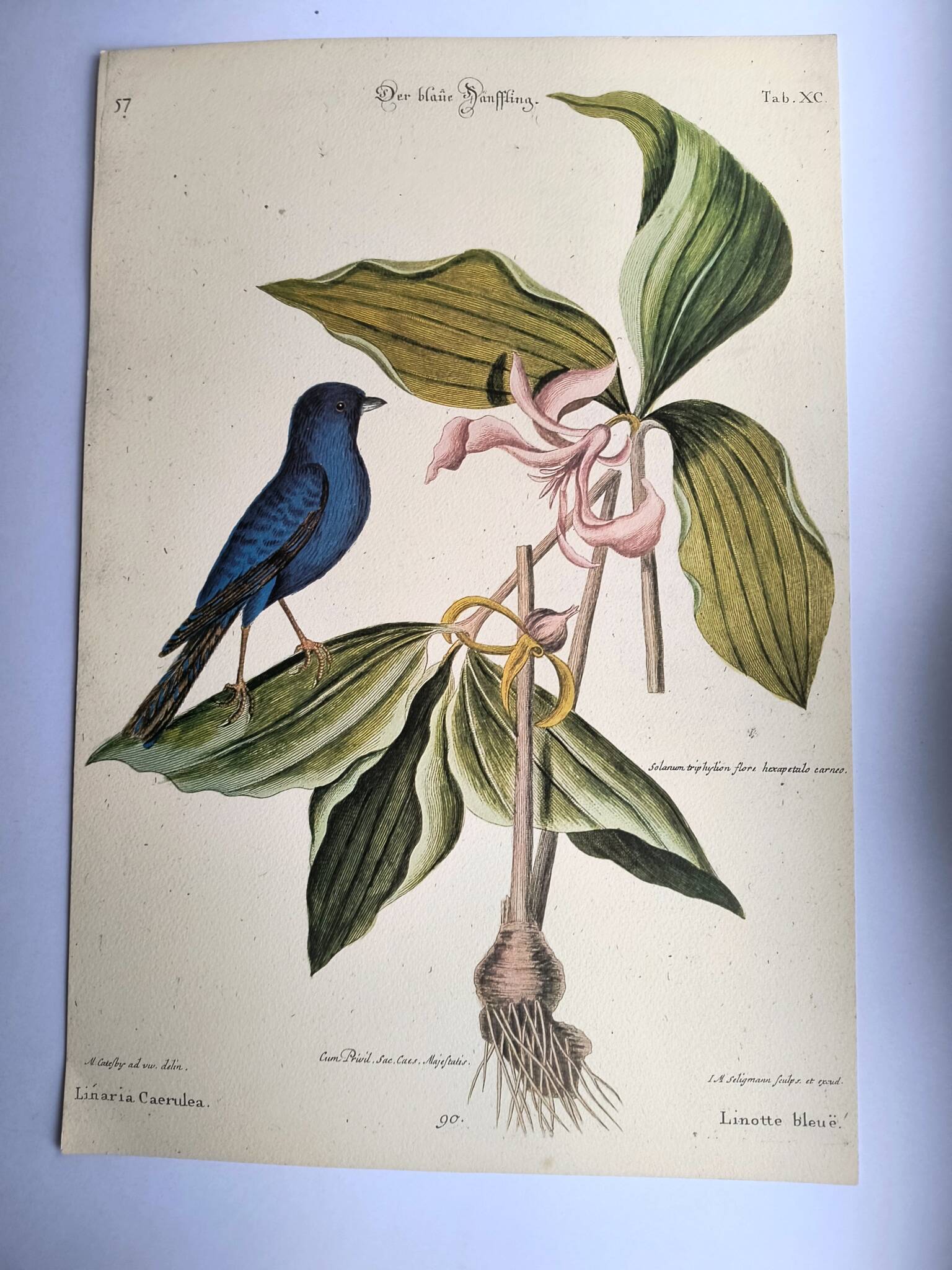 Antique bird engraving - Blue Linnet - Ornithological plate by Seligmann