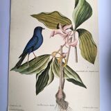 Gravure ancienne oiseau -Linotte Bleue- Planche ornithologique de Seligmann