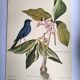 Antique bird engraving - Blue Linnet - Ornithological plate by Seligmann