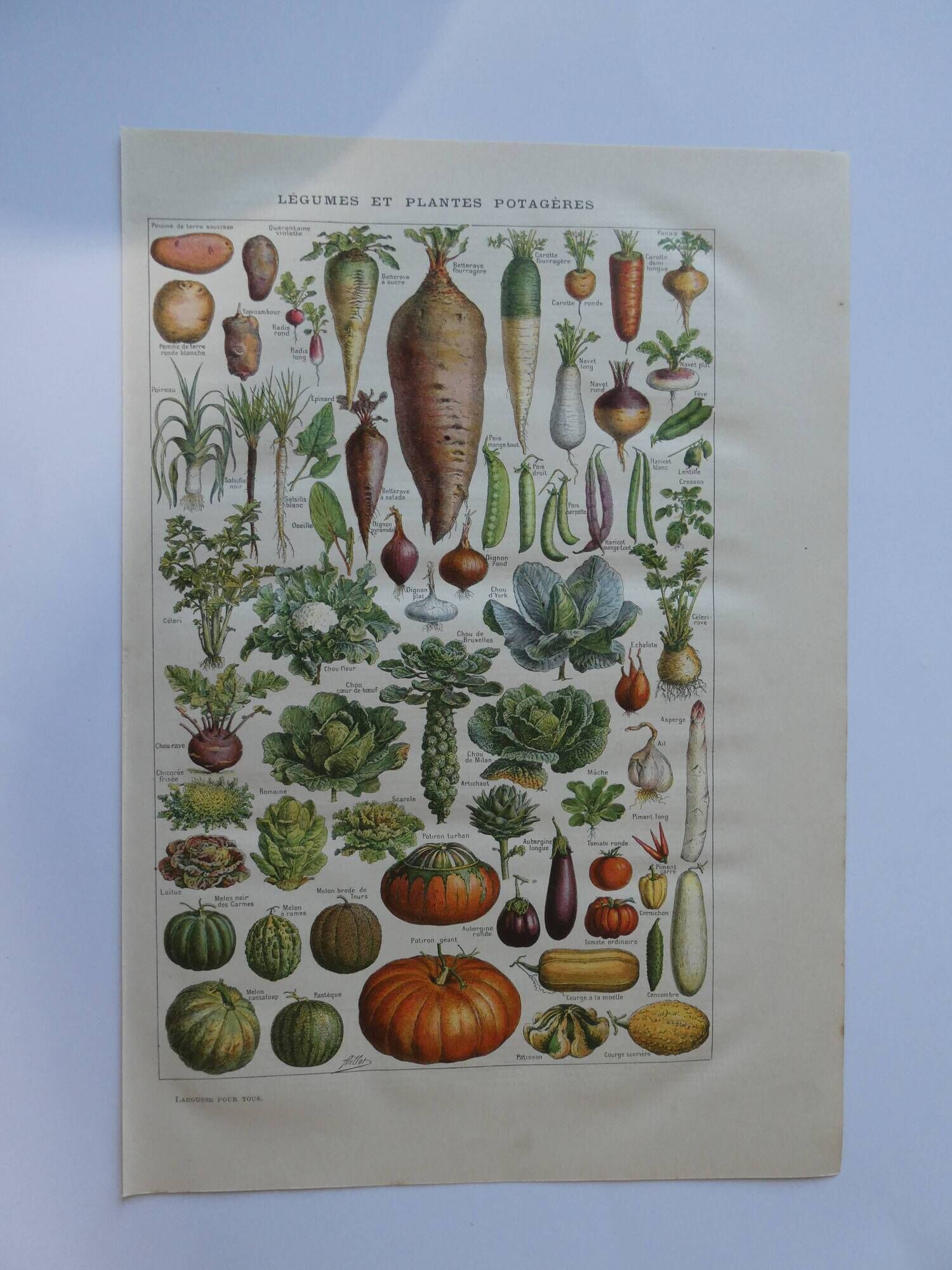 Lithograph, engraving on the vegetables of the vegetable garden dating from 1905