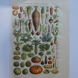 Lithograph, engraving on the vegetables of the vegetable garden dating from 1905