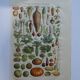 Lithograph, engraving on the vegetables of the vegetable garden dating from 1905