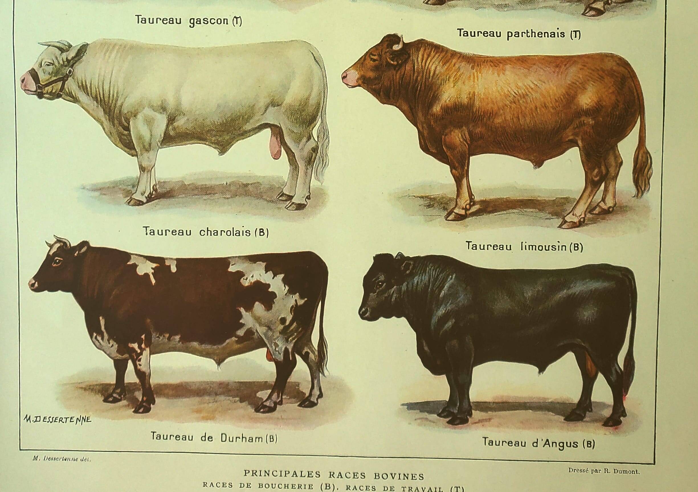Antique lithograph 1921. By Dessertenne - Bull and cattle - farm