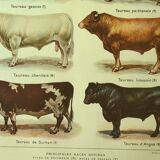 Antique lithograph 1921. By Dessertenne - Bull and cattle - farm