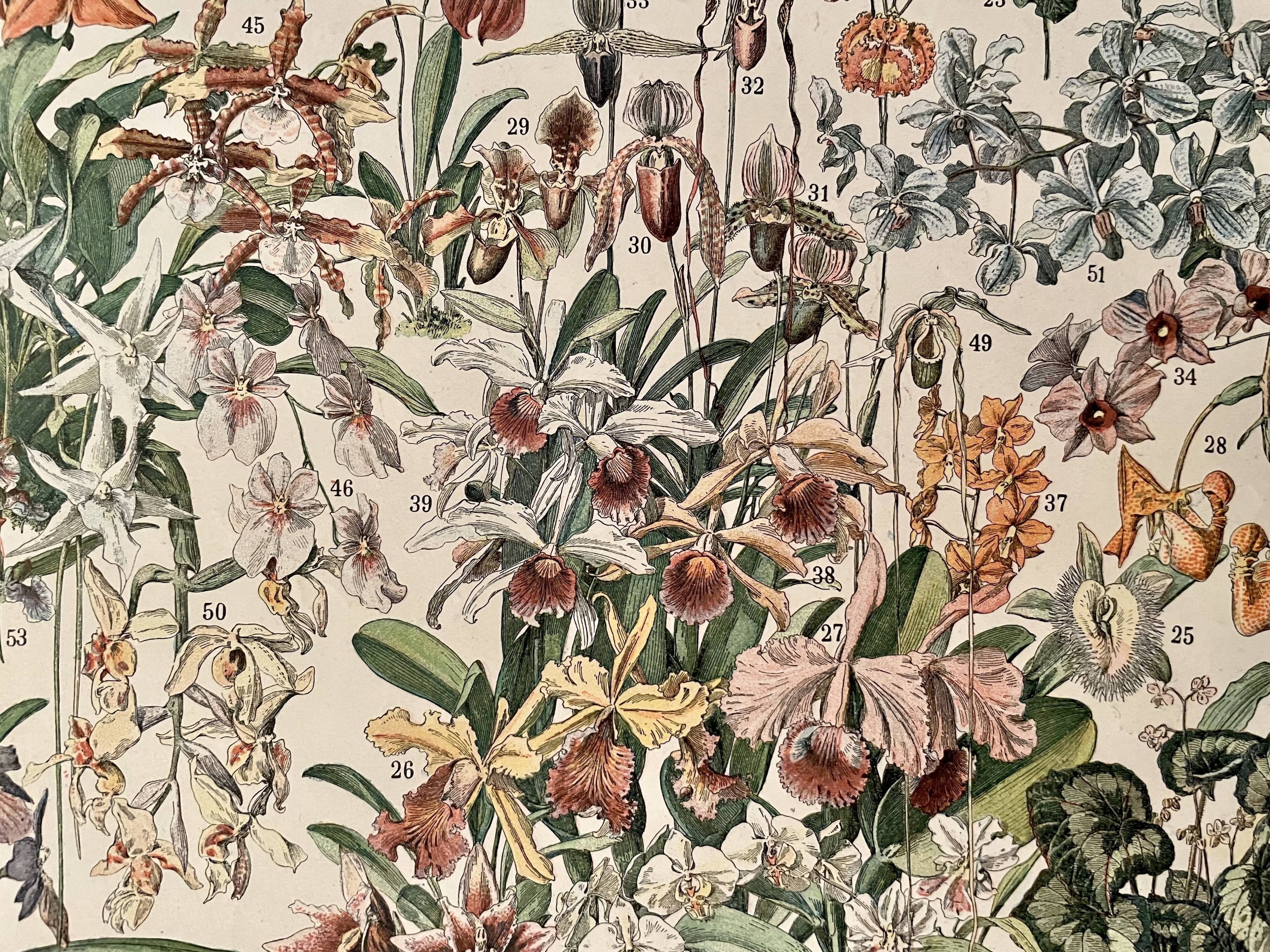 Lithograph engraving on flowers (catalpa) - 1900