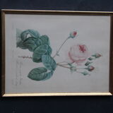 Framed engraving by PJ Redouté