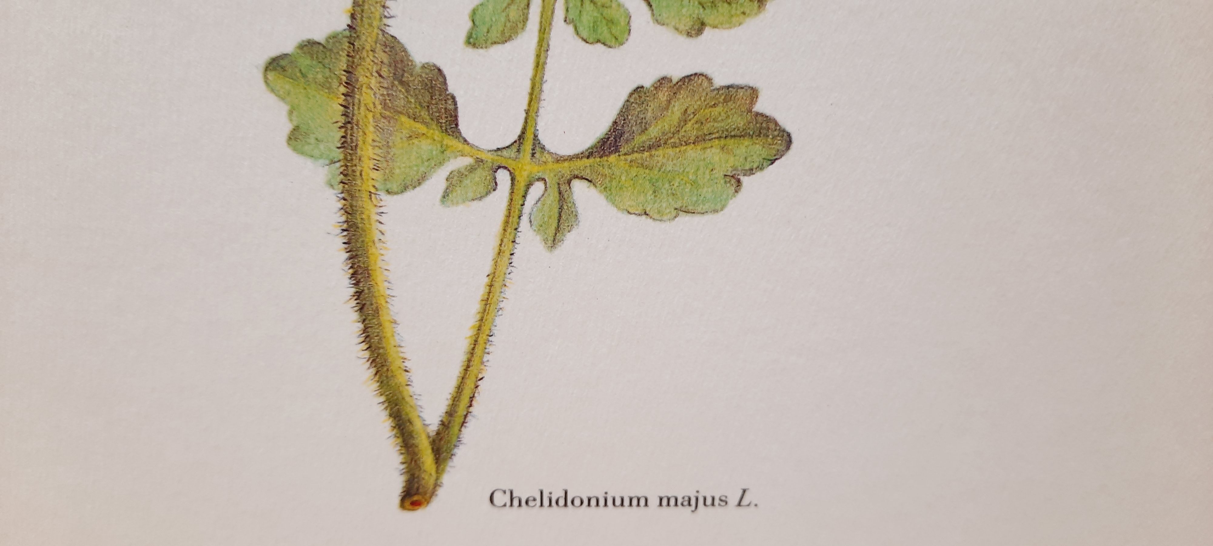 Botanical plate Chelidoine