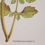 Botanical plate Chelidoine