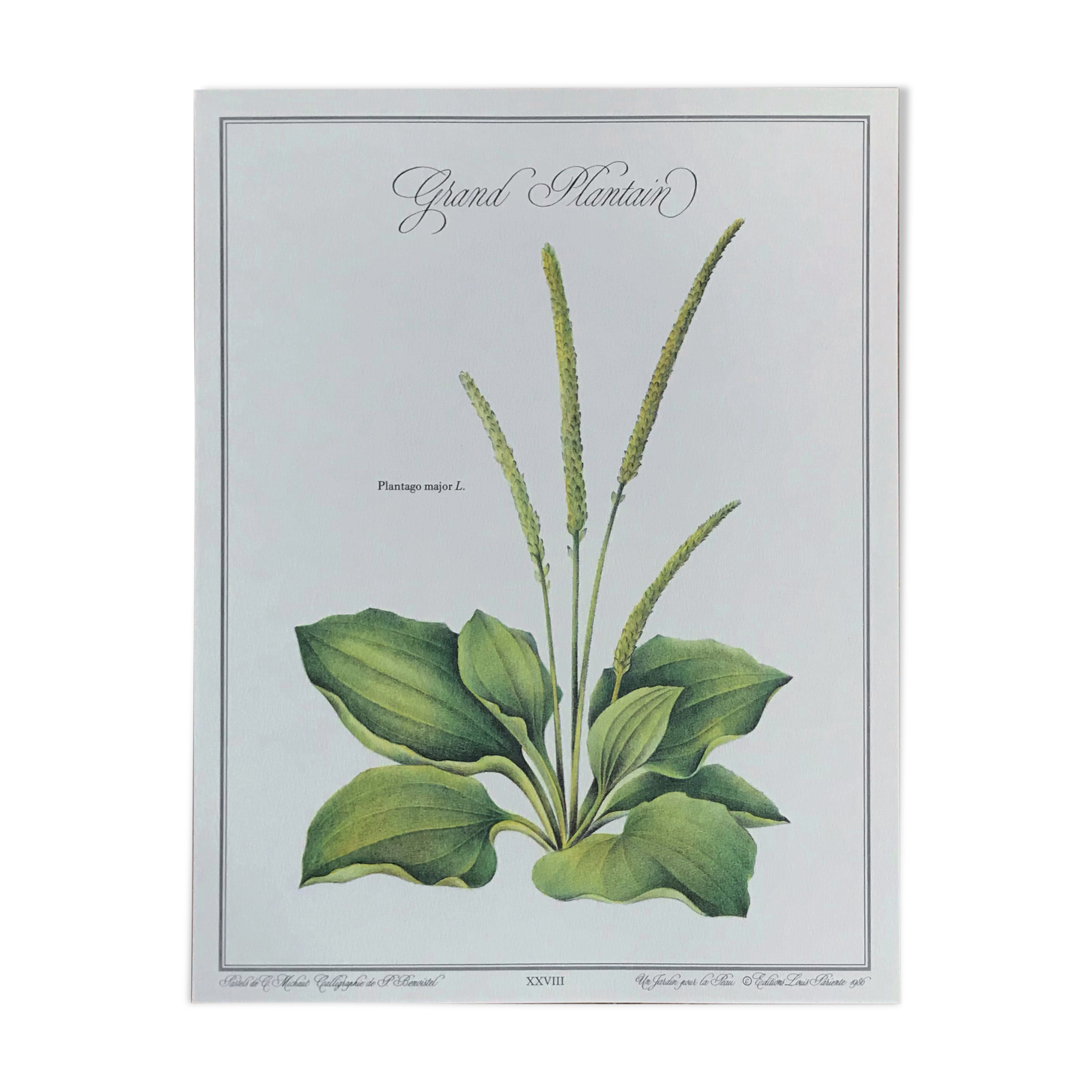 Botanical plank plantain