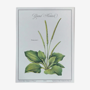Botanical plank plantain
