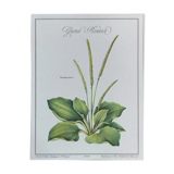 Botanical plank plantain