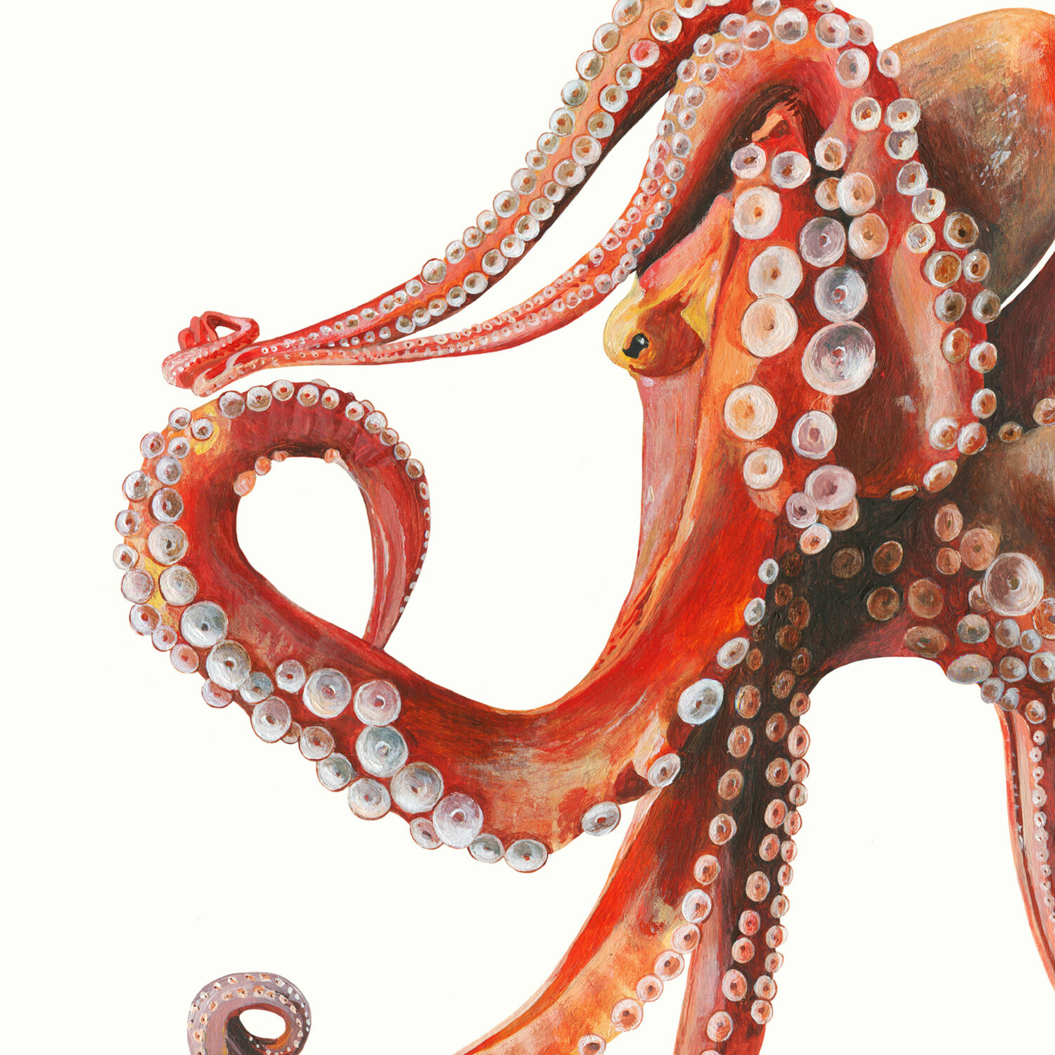 "Georgia", the octopus, art print 21/29.7 cm