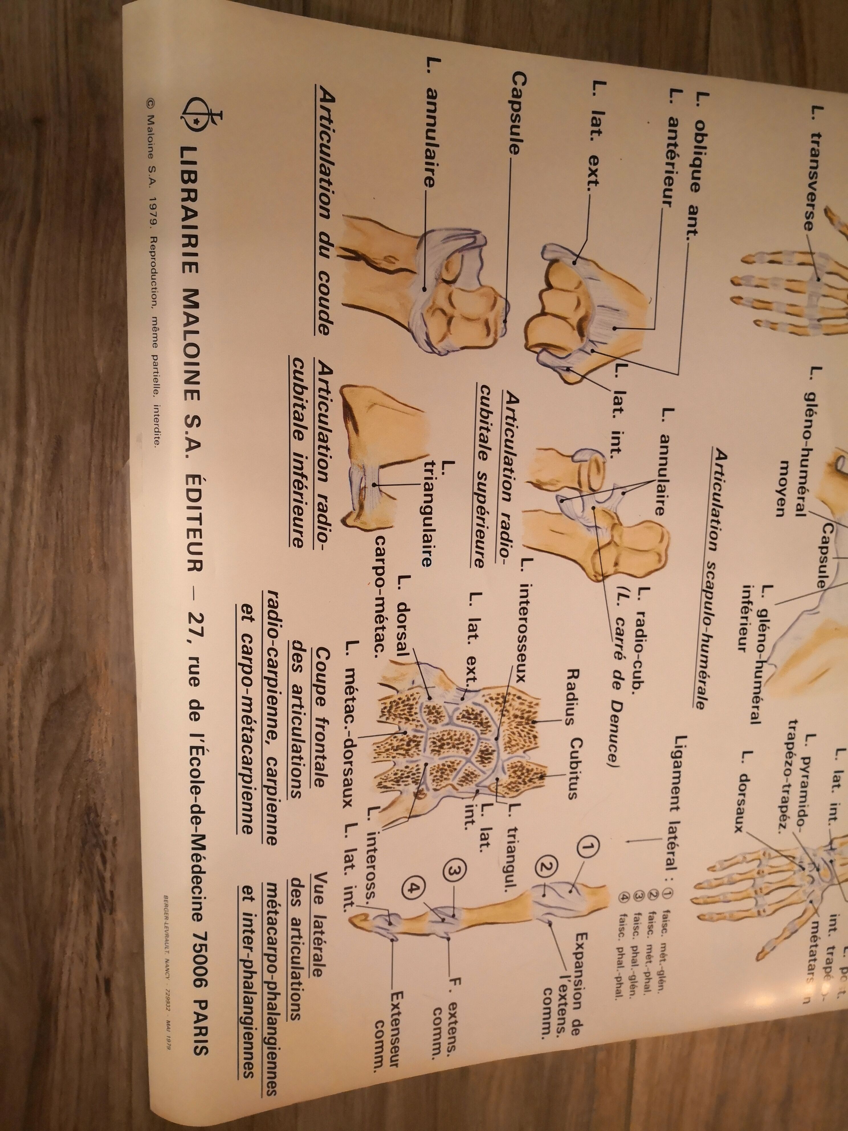 Anatomical poster 70's