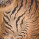 Roaring tiger - Ink - Japan - signed Tessen and dated 1937