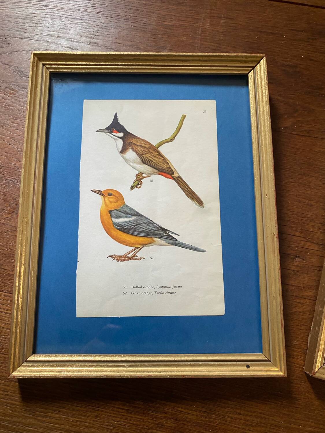 Ornithological frames “birds in cages”.