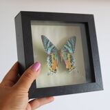 Frame 1 vintage naturalized butterfly