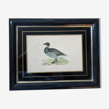 Black frame, English duck engraving