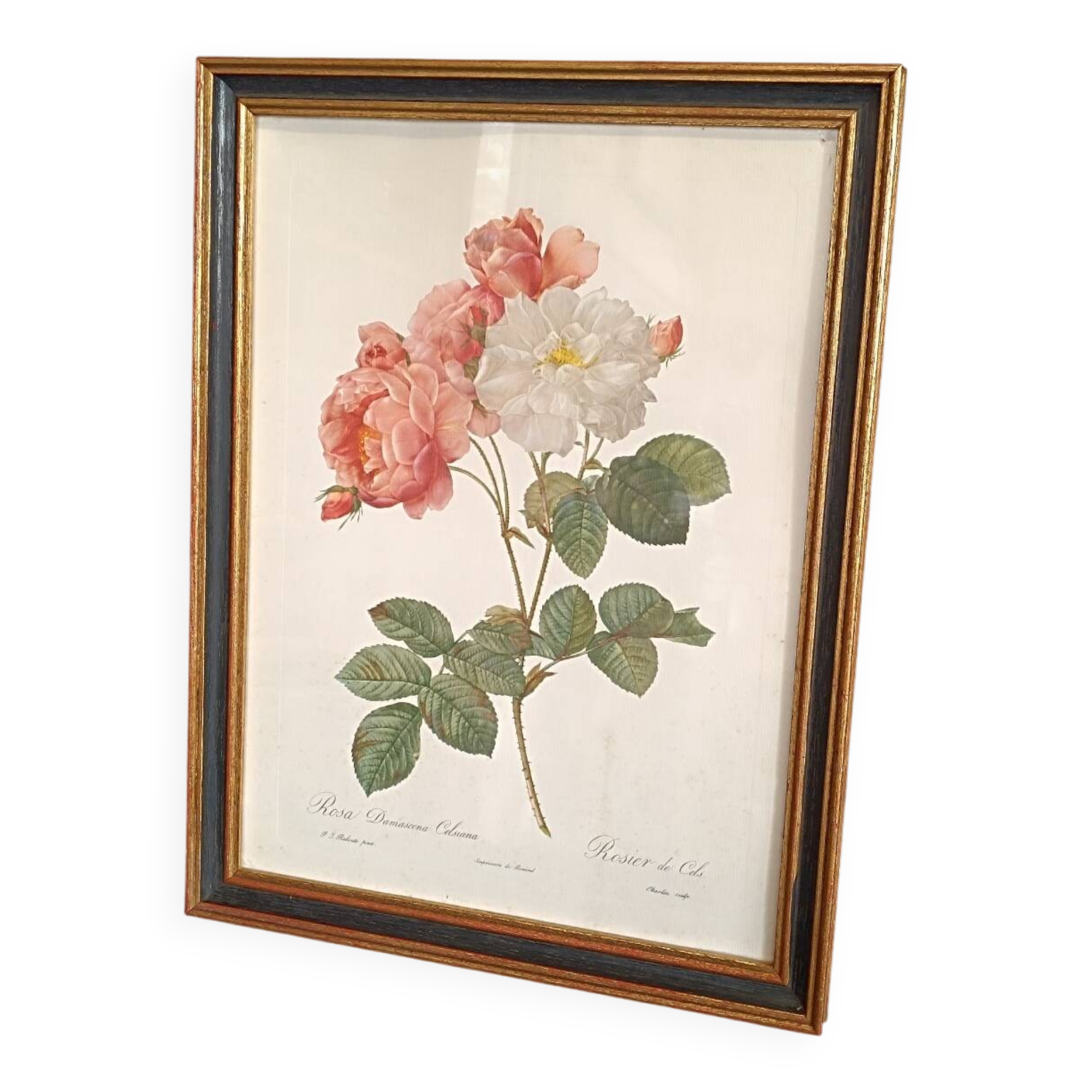 Botanical Rose Lithograph