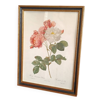 Botanical Rose Lithograph