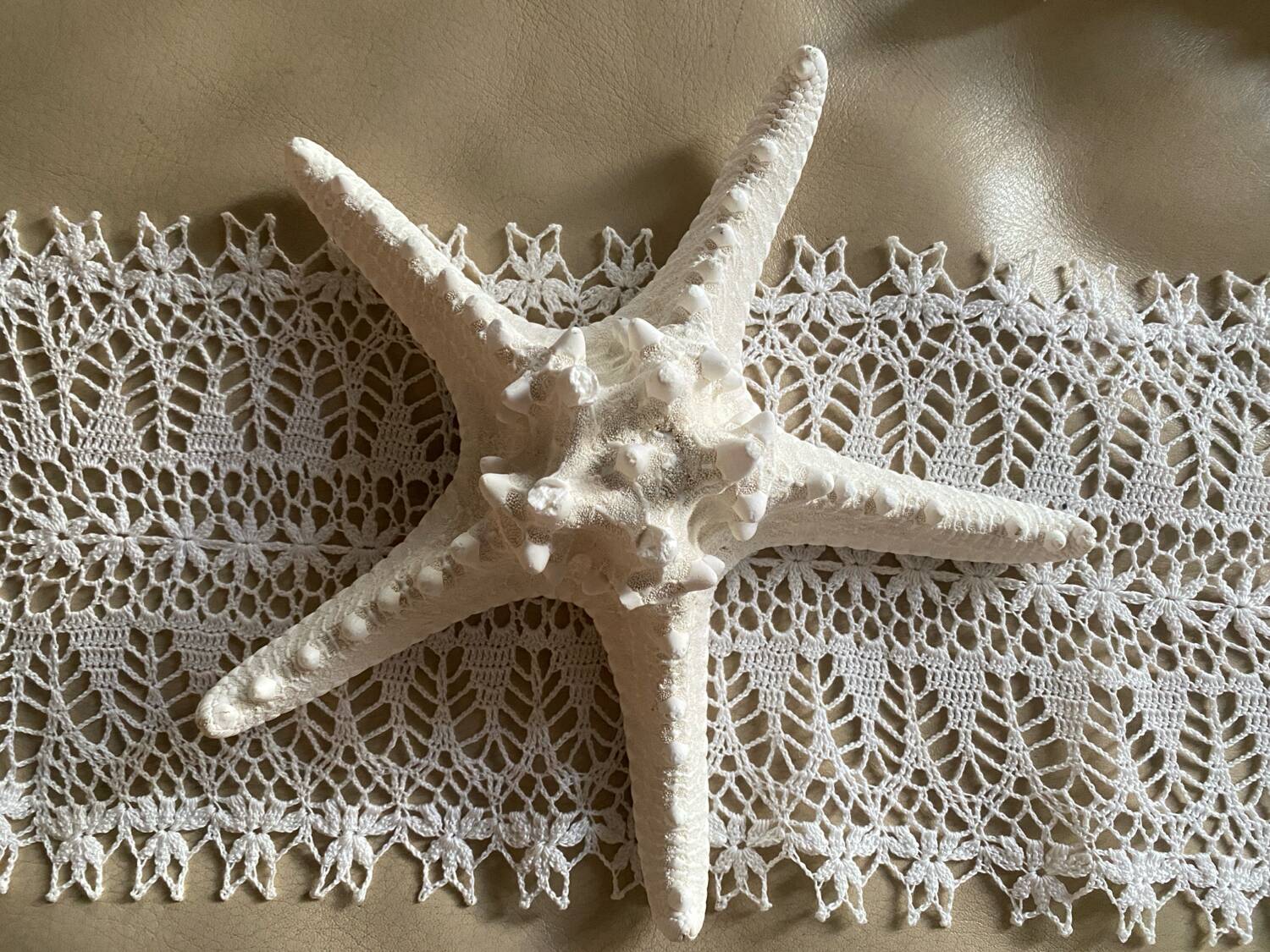 Great starfish Rhino