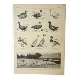 Old engraving 1922, Duck, breeds, breeding, farmyard, farm • Lithograph, Original plate