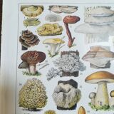 Lithograph on mushrooms from 1928 "cep"