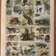 Lithograph of animals (elephant, monkey, bear, lion, deer) - 1900