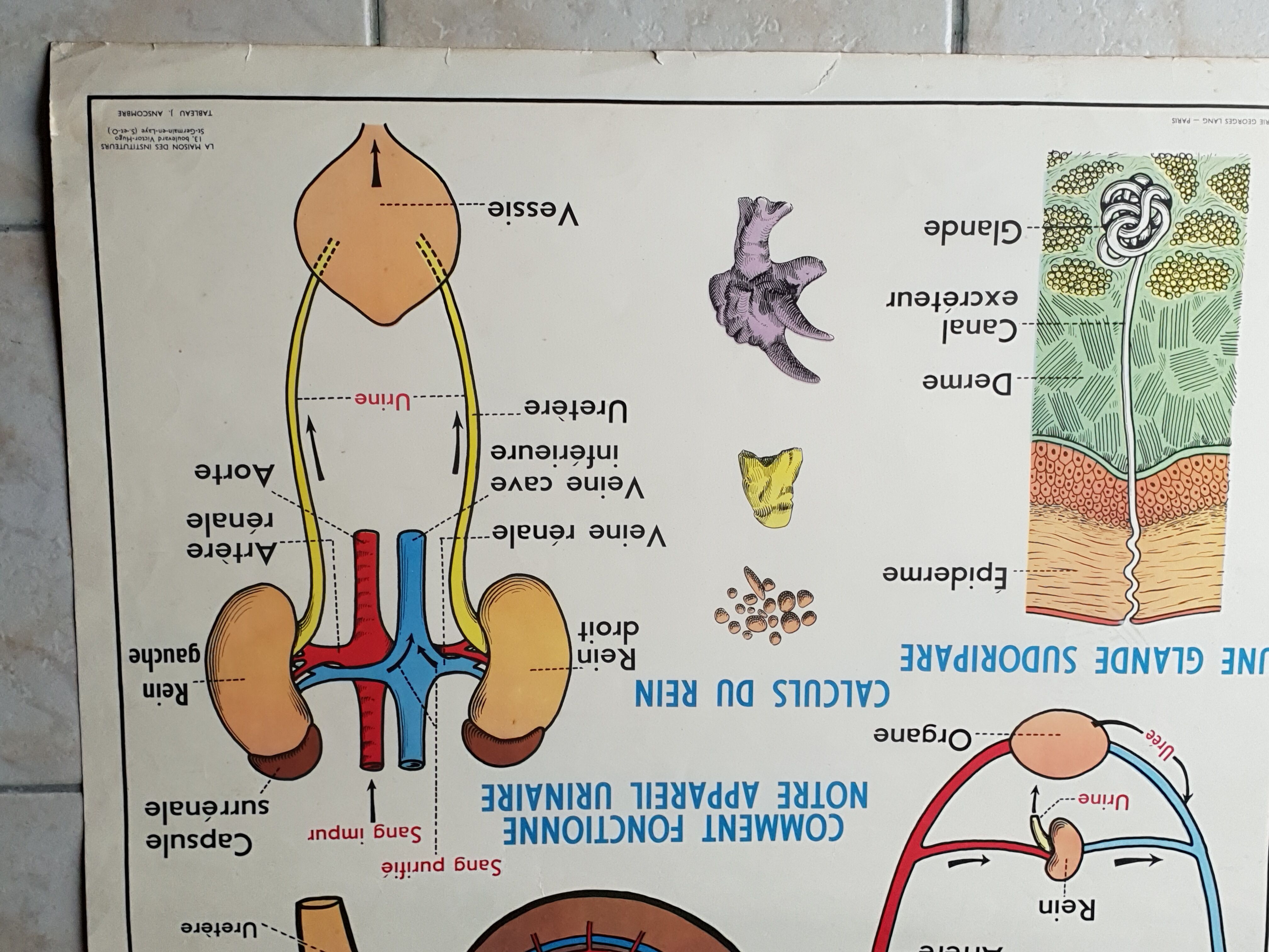Poster school  excretion & hygiene first aid