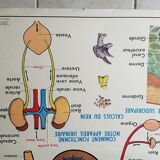 Poster school  excretion & hygiene first aid