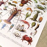 Poster on crustaceans, after a 1928 lithograph