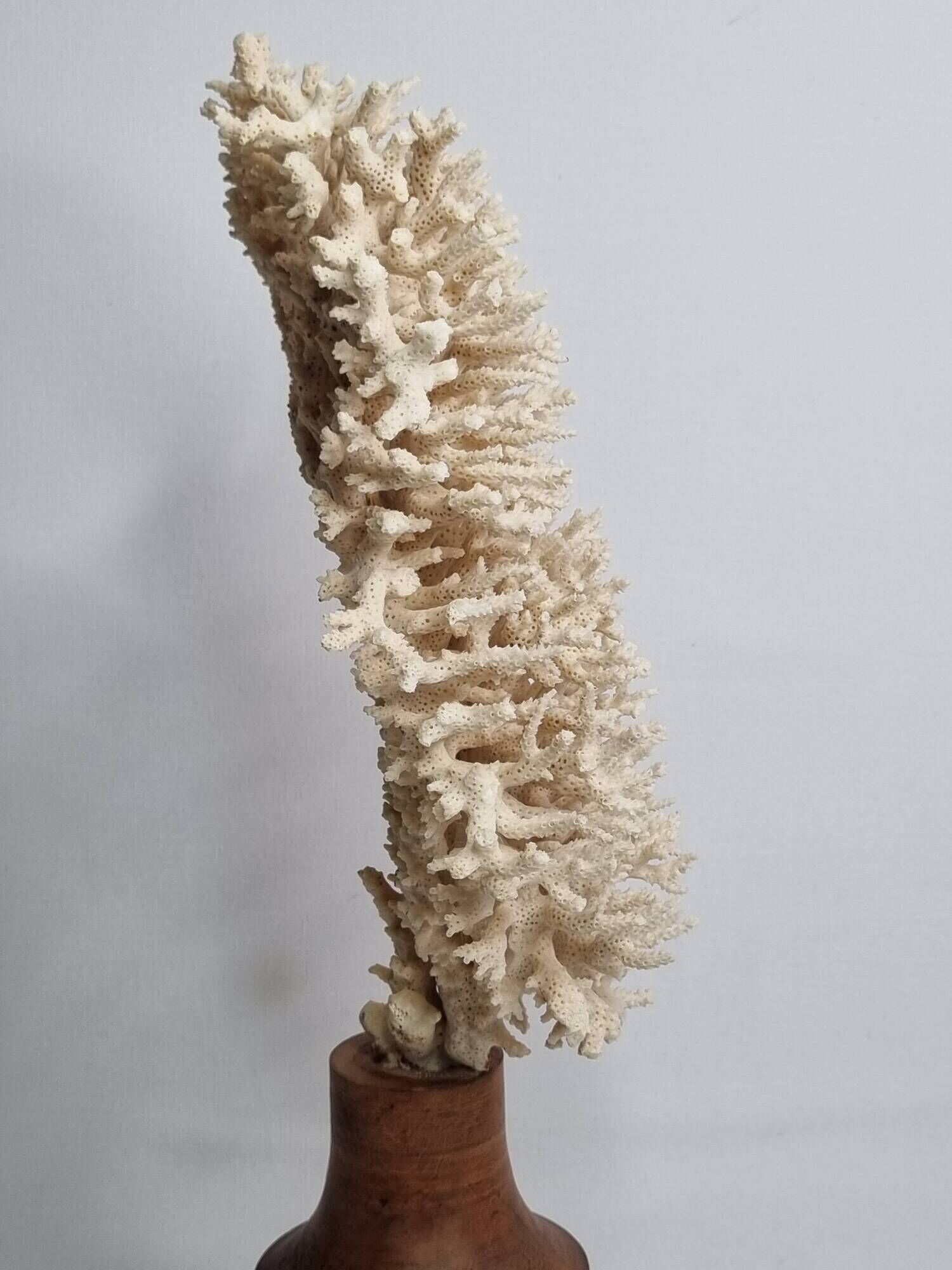Antique natural coral on turned wooden base, 38 cm