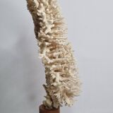 Antique natural coral on turned wooden base, 38 cm