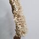 Antique natural coral on turned wooden base, 38 cm