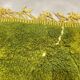 Green mrirt wool carpet - 210 x 310cm