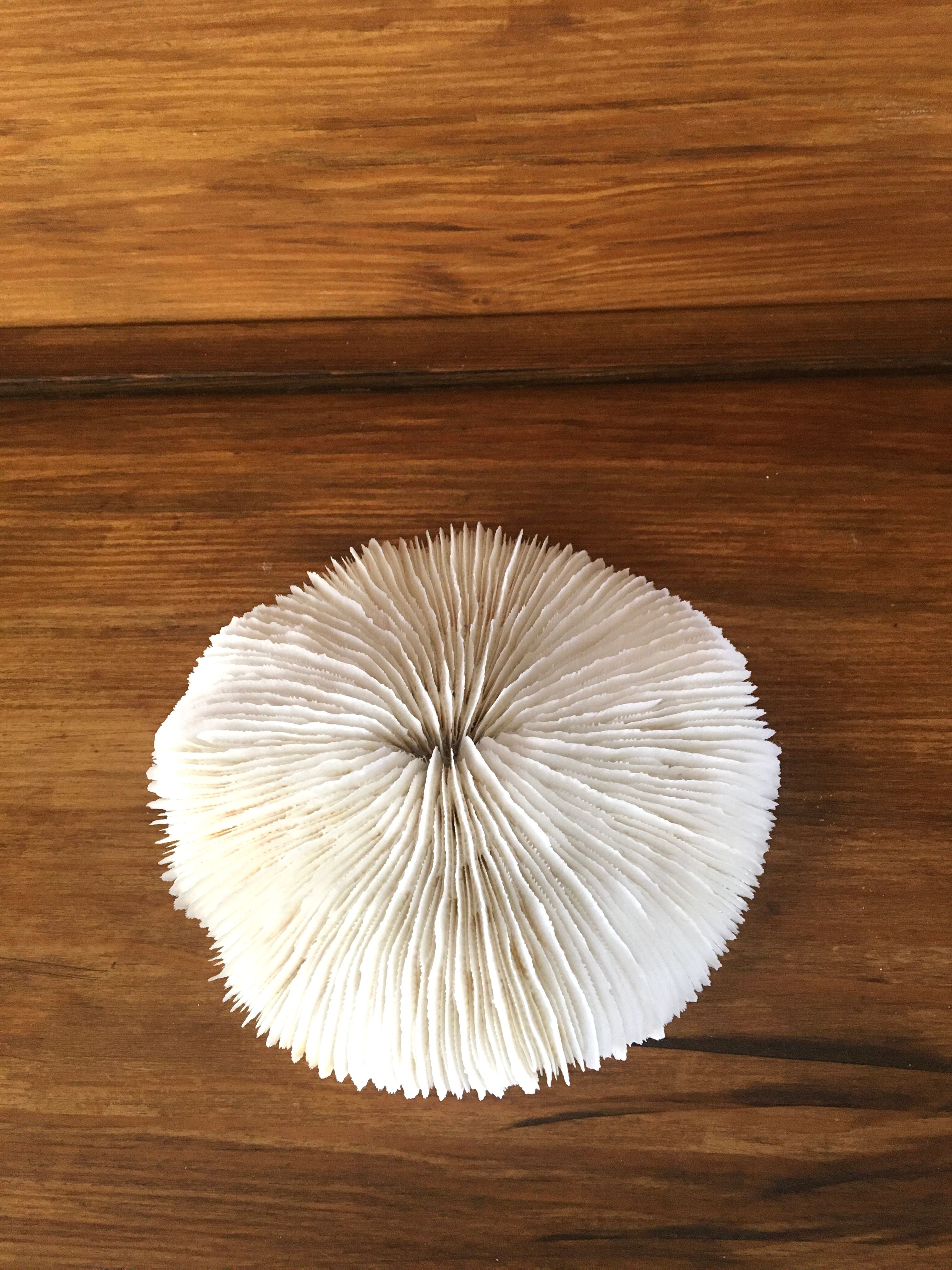 Coral, 13 cm