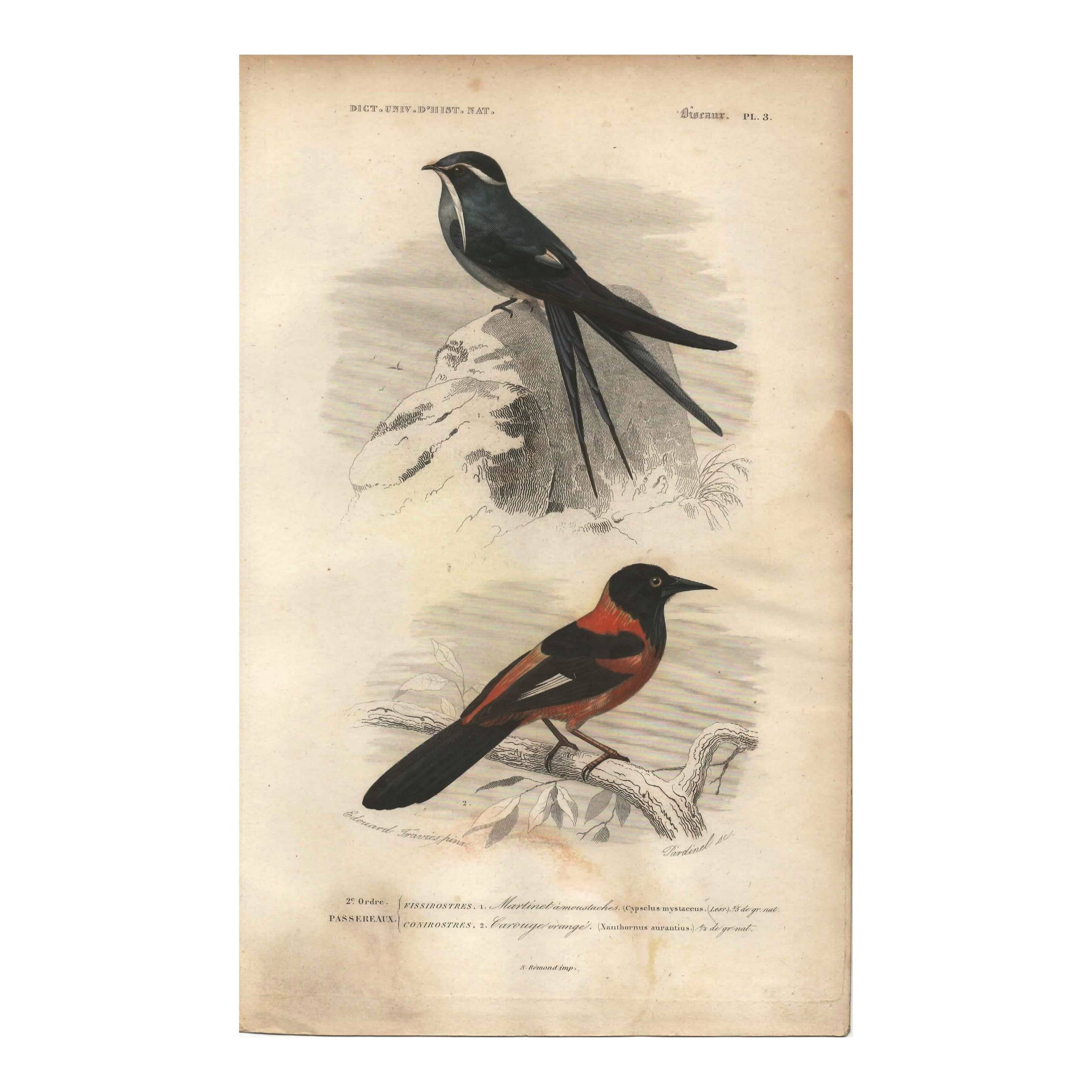 Plate from 1849 - Martin and Carouge - engraving by E. Travies - birds