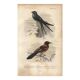 Plate from 1849 - Martin and Carouge - engraving by E. Travies - birds