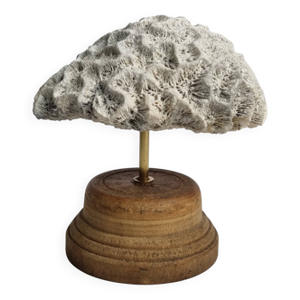 Antique meandering coral on turned wooden base, 15 cm