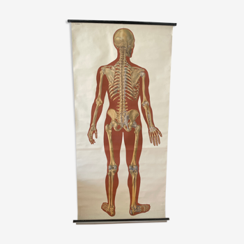 Deutsches Hygiene Museum SKELETON Vintage Medical Poster Wall Board 1960's