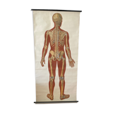 Deutsches Hygiene Museum SKELETON Vintage Medical Poster Wall Board 1960's