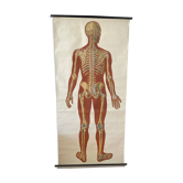 Deutsches Hygiene Museum SKELETON Vintage Medical Poster Wall Board 1960's