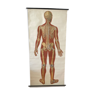 Deutsches Hygiene Museum SKELETON Vintage Medical Poster Wall Board 1960's