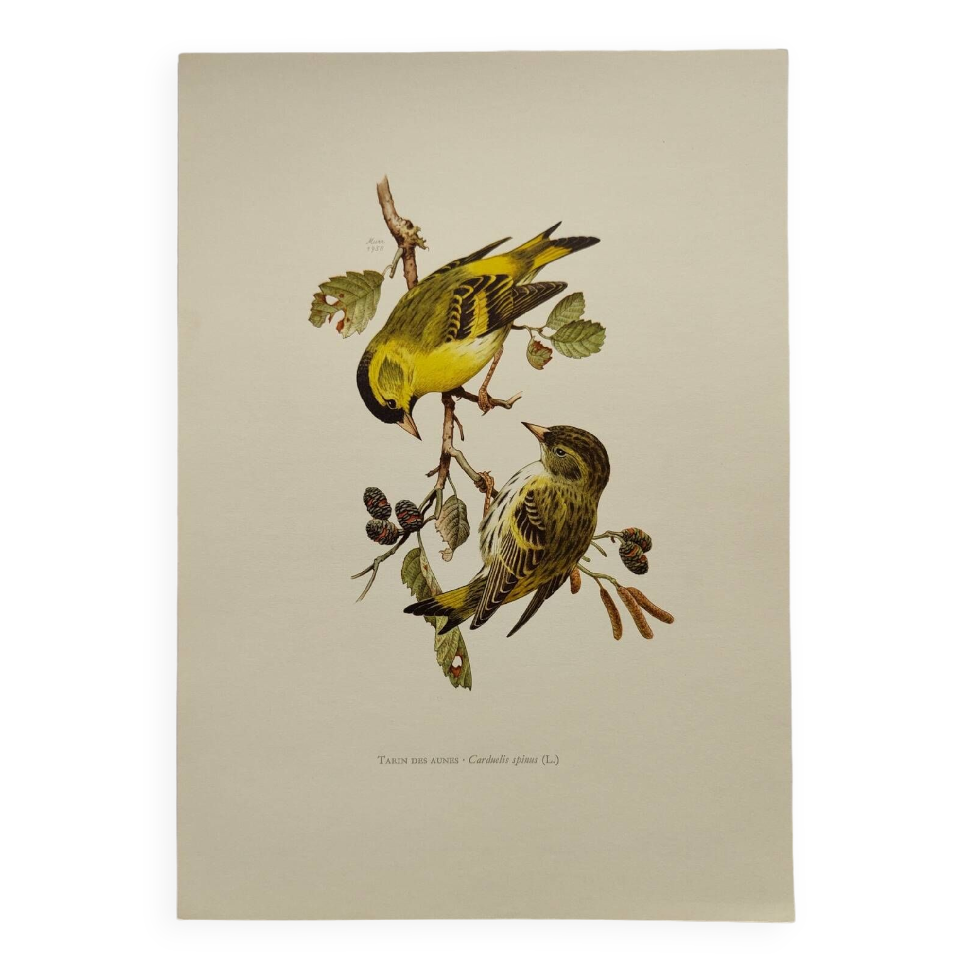 Bird board from the 60s - Siskin of the Aunes - Vintage ornithology and zoology illustration