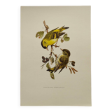 Bird board from the 60s - Siskin of the Aunes - Vintage ornithology and zoology illustration