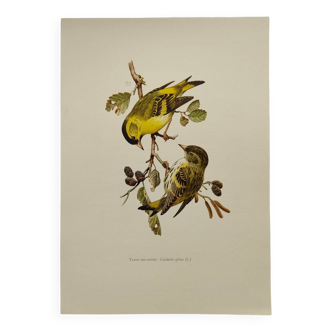 Bird board from the 60s - Siskin of the Aunes - Vintage ornithology and zoology illustration