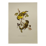 Bird board from the 60s - Siskin of the Aunes - Vintage ornithology and zoology illustration