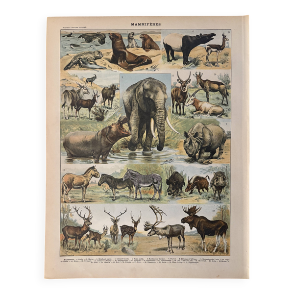 Lithographie sur les animaux (éléphant singe ours lions cerfs) - 1900 — Beyit