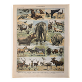 Lithograph of animals (elephant, monkey, bear, lion, deer) - 1900