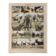 Lithograph of animals (elephant, monkey, bear, lion, deer) - 1900
