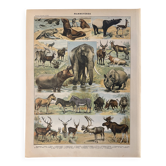 Lithographie sur les animaux (éléphant singe ours lions cerfs) - 1900